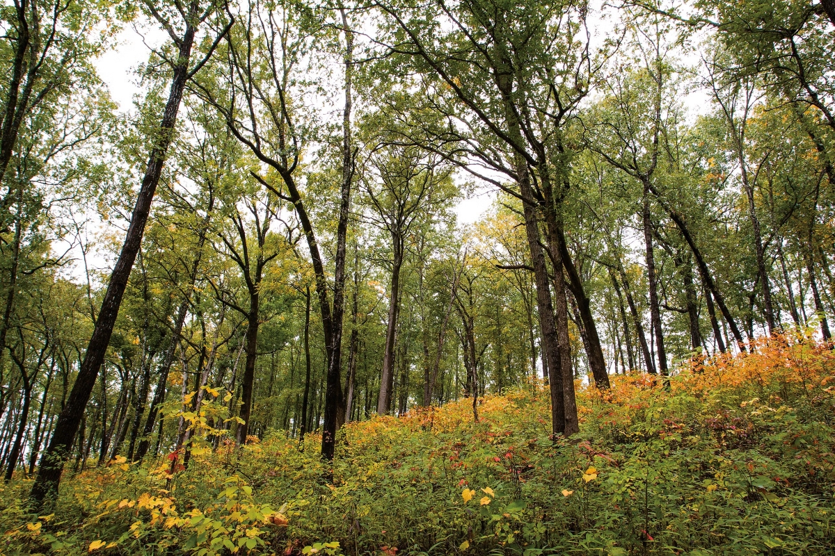 timber stand improvement Timber stand improvement