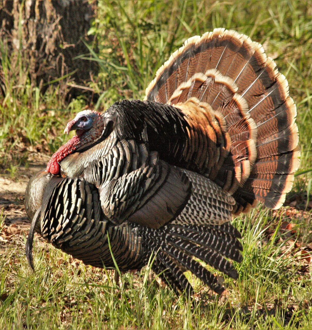 tom-turkey-close-up-2 Tom turkey close up 2